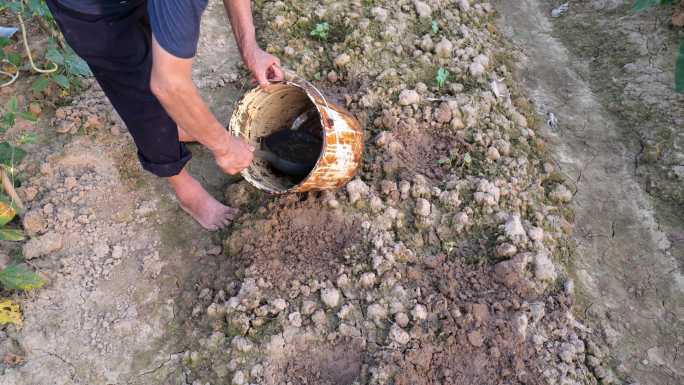 农村菜地里农民爷爷提着桶子给菜地浇水