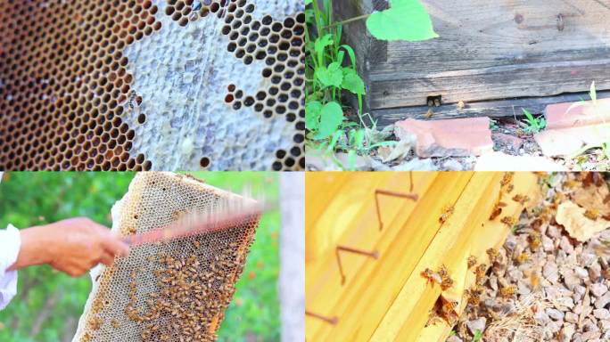 蜜蜂采蜜蜂农养殖割蜜摇蜜过滤生产全流程