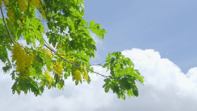 晴天公园实拍 黄花腊肠树