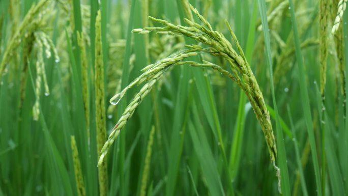 雨天稻田 水稻 稻穗 水稻丰收 水稻生长