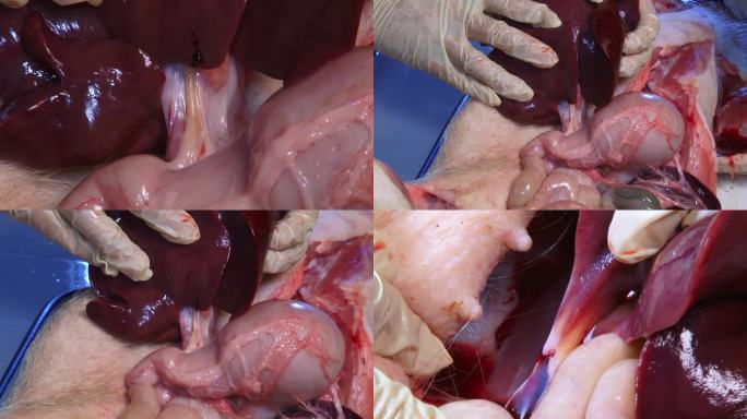 实验室解剖 猪内脏 猪肝边缘 腹腔积水
