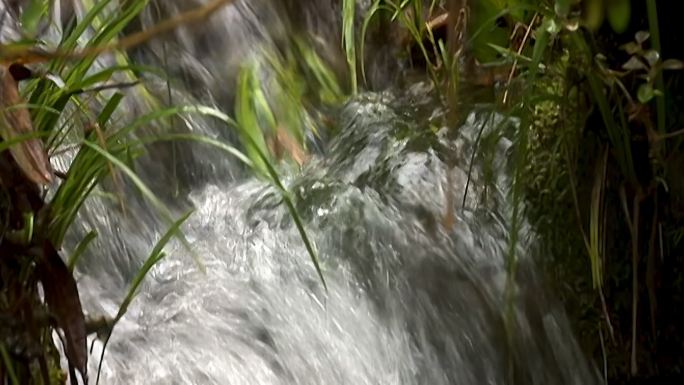 小溪 水草 流水 风光