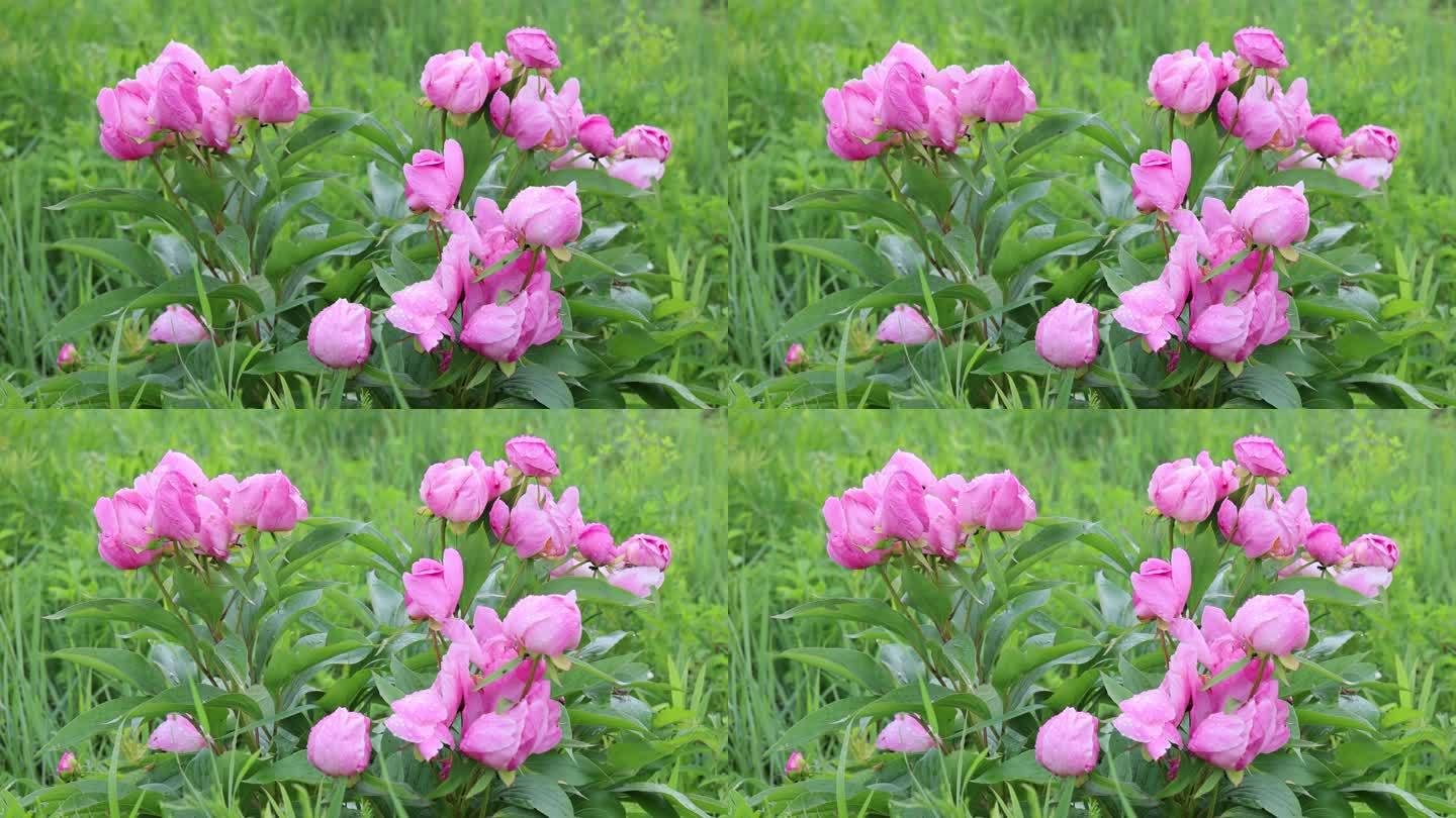 野生药用植物：芍药花