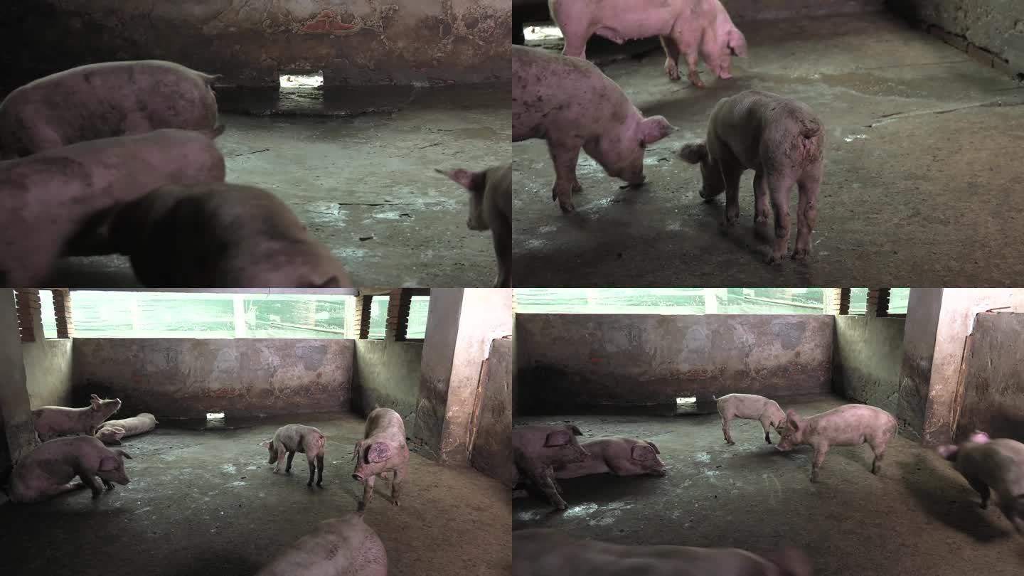 猪圈 猪群 育肥猪 病猪 僵尸猪 外形