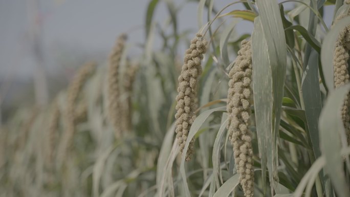 农业乡村振兴丰收的小米