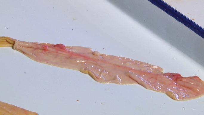 猪内脏 实验室解剖 小肠内壁黏膜水肿出血