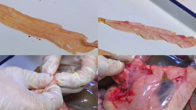 猪内脏 实验室解剖 小肠内壁黏膜水肿出血