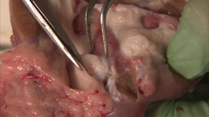 猪内脏 肾 解剖 纵切面 猪肾脏内部结构