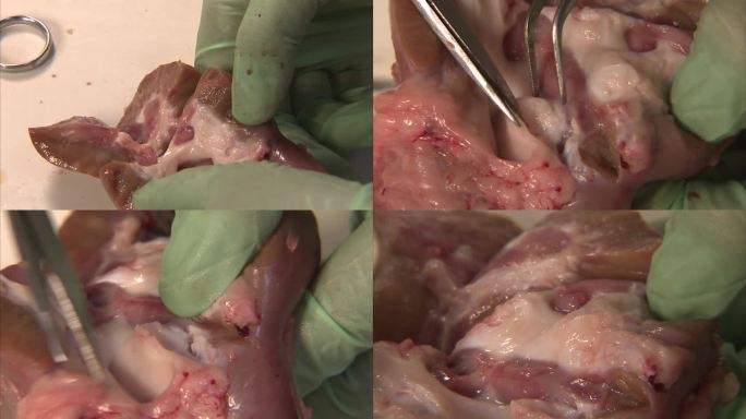猪内脏 肾 解剖 纵切面 猪肾脏内部结构