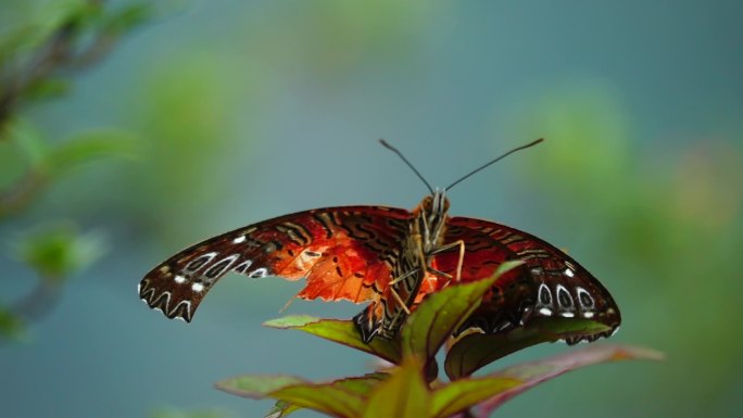 一只翅膀受损的彩色大蛾子在花丛中正面起飞