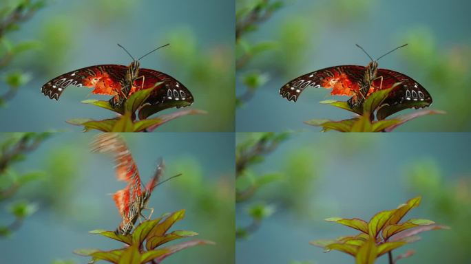 一只翅膀受损的彩色大蛾子在花丛中正面起飞