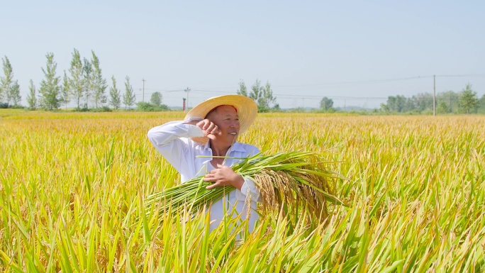 稻田稻谷 培育