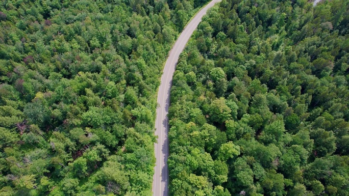 森林公路4k航拍空镜自然风景