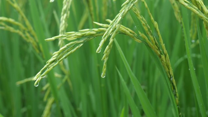 雨后 水稻生长摇曳