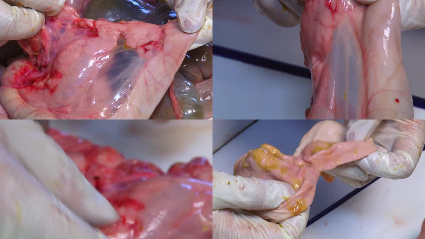 猪内脏 实验室解剖 肠系膜出血 胃糜烂