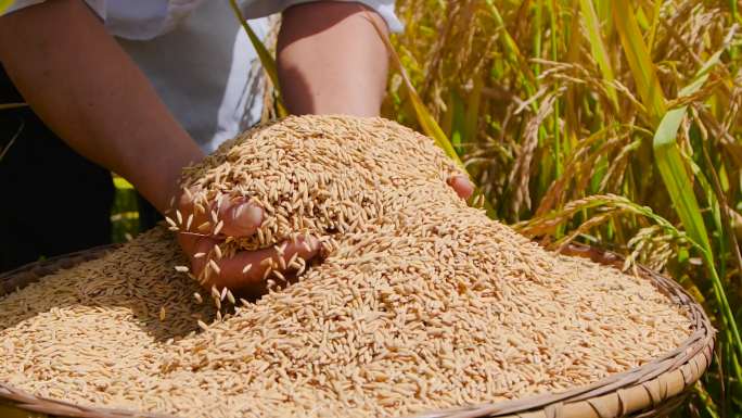禾苗培育 水稻