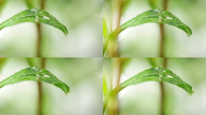 茶叶 特写 下雨水滴2