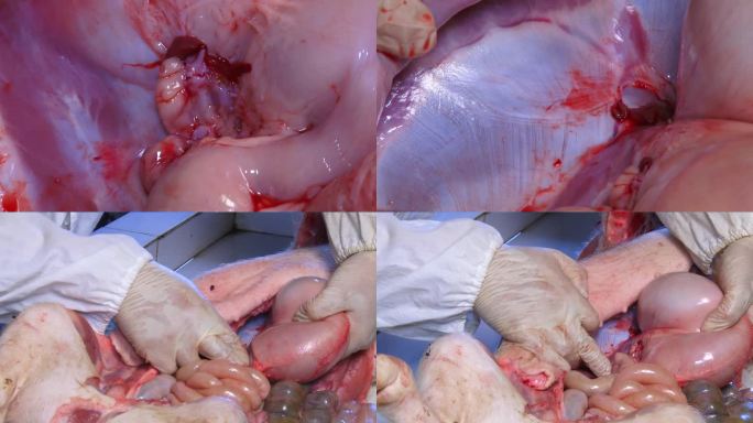 解剖 猪内脏 腹腔黏膜出血 腹腔积水