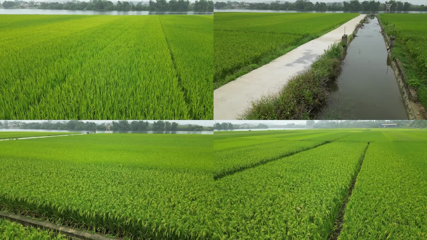 稻田 稻穗 绿色稻田 绿色田野 绿色农业