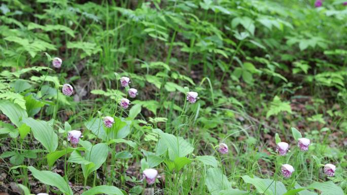 野生药用植物，斑花杓兰