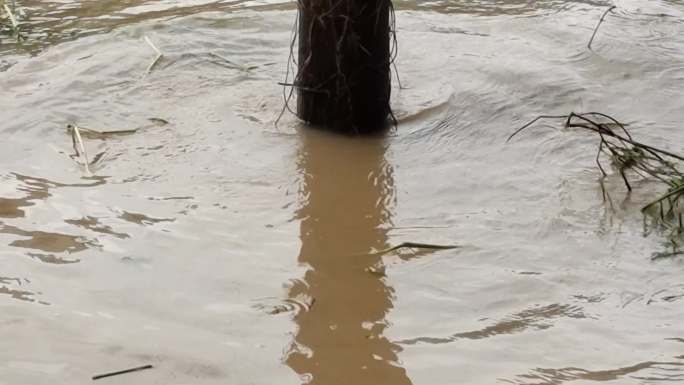 洪水泛滥淹没树木发水发洪水洪水患视频素材