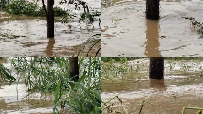 洪水泛滥淹没树木发水发洪水洪水患视频素材