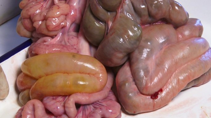 猪内脏 解剖 淋巴结病变 肠道胀气 膨大