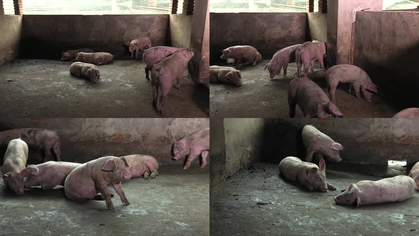 猪圈 猪群 育肥猪 病猪 白猪 外形特征