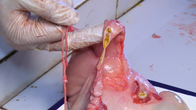 猪内脏 解剖 小肠壁水肿 肠系膜出血