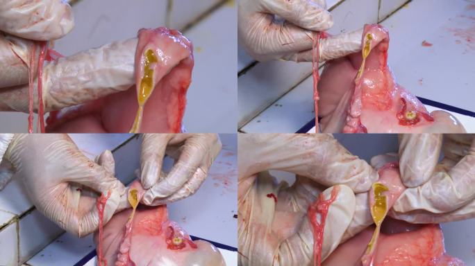 猪内脏 解剖 小肠壁水肿 肠系膜出血