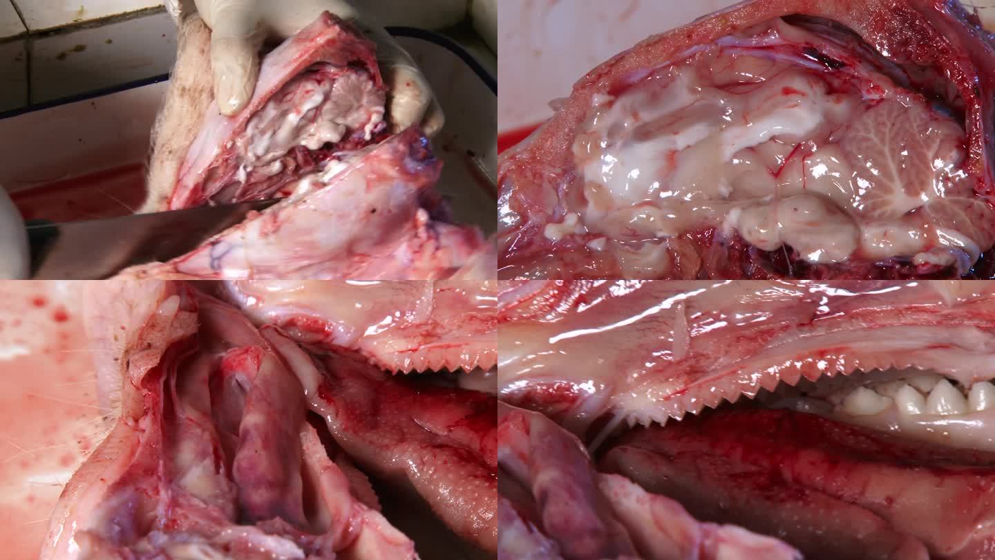 病猪 实验室解剖 头部纵剖 脑颅结构