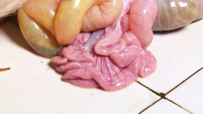 实验室解剖 猪内脏器官 肠道 肠系膜出血