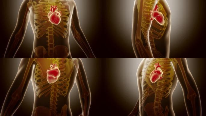 医疗人体心脏三维动画