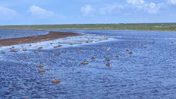 青海湖风景区 湿地鸟类迁徙 自然风貌