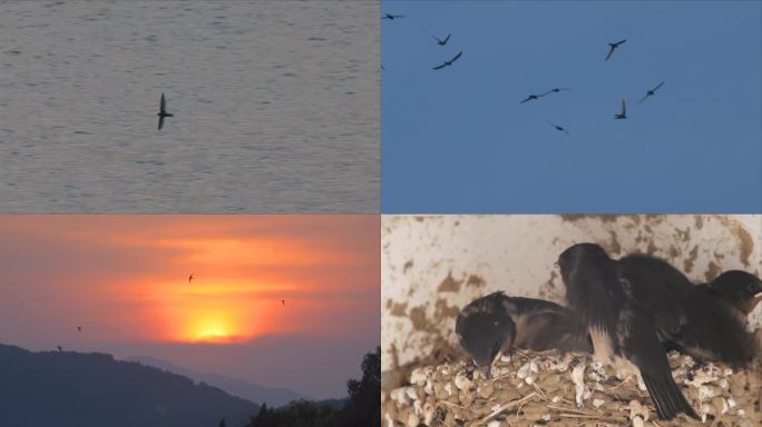 燕子合集 不同场景燕子素材合集