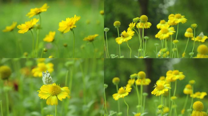 小黄花