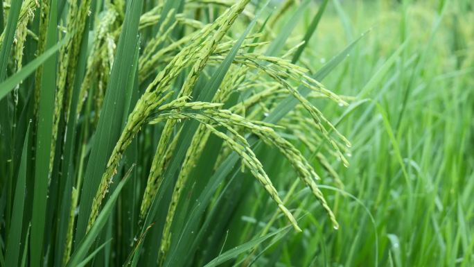 雨天稻田 水稻 稻穗 水稻丰收 水稻生长