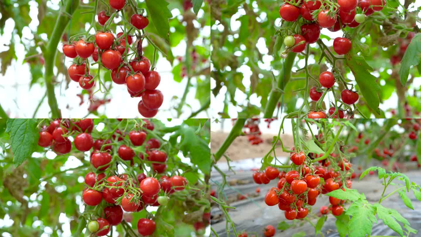 小番茄 西红柿 水果
