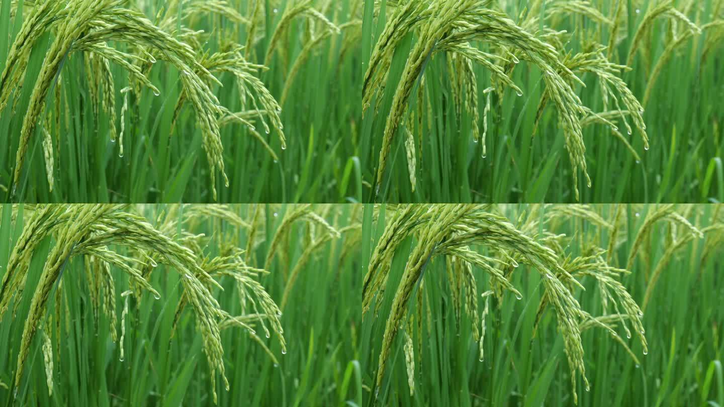 水稻 稻田 稻穗 稻花 水稻生长