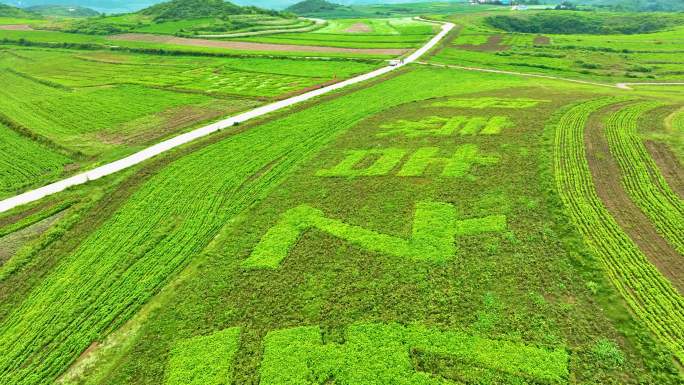 威宁板底万亩荞花基地苦荞种植