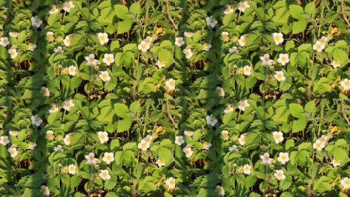 野生植物：东方草莓的花朵和叶子