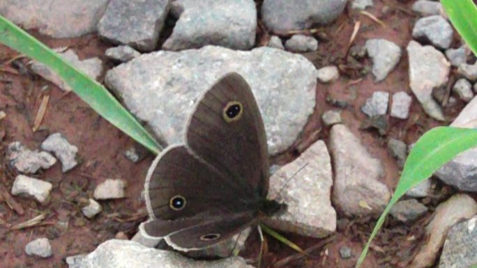 黑灰 大蝴蝶 在河滩 乱石头上 起飞2