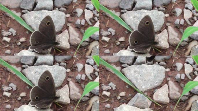 黑灰 大蝴蝶 在河滩 乱石头上 起飞2