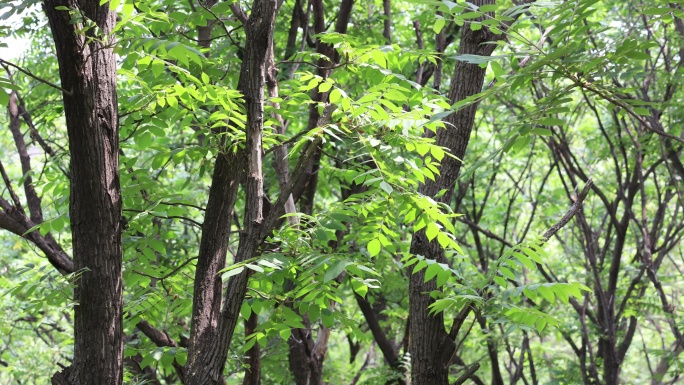 森系景色  微风吹动树叶  大自然空镜
