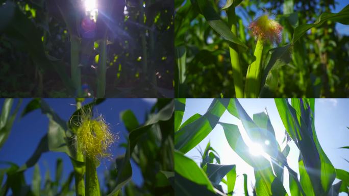 玉米生态农业绿色食品 玉米阳光