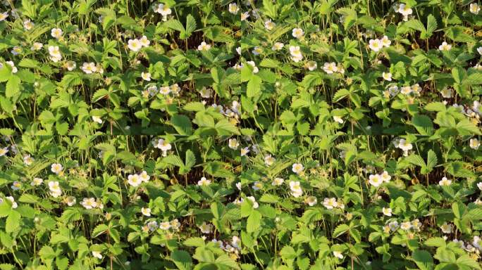 野生植物：东方草莓的花朵和叶子