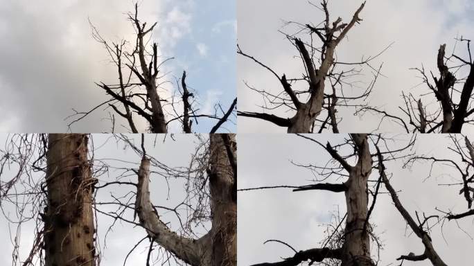 干树皮老树干树枝死树枯树枝枯仰拍枯树视频