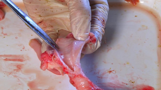 实验室解剖 猪内脏 气管纵切 内部结构