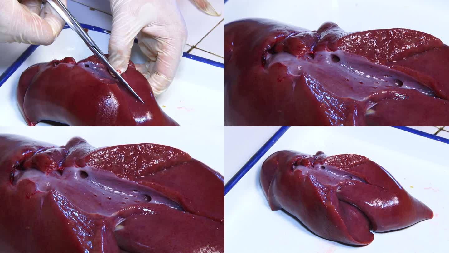 实验室解剖 猪内脏 猪肝外观 解剖猪肝