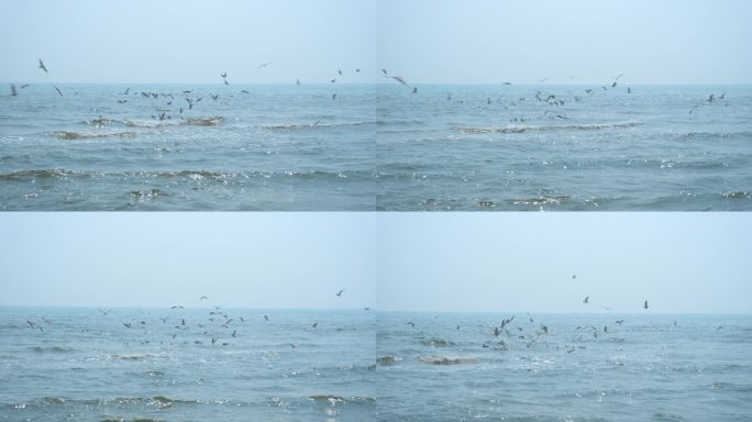 海边海鸥